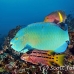 parrotfish_bicolor_gor_h_0109_ecu1618.jpg